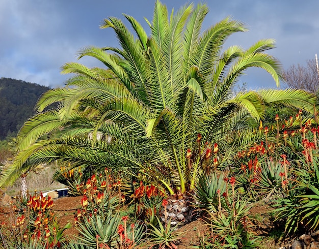 Horticultura tropical vibrante de palmeiras e plantas de aloe vera em La Palma Ilhas Canárias Espanha Florescendo e florescendo plantas suculentas crescendo em uma encosta em um destino remoto
