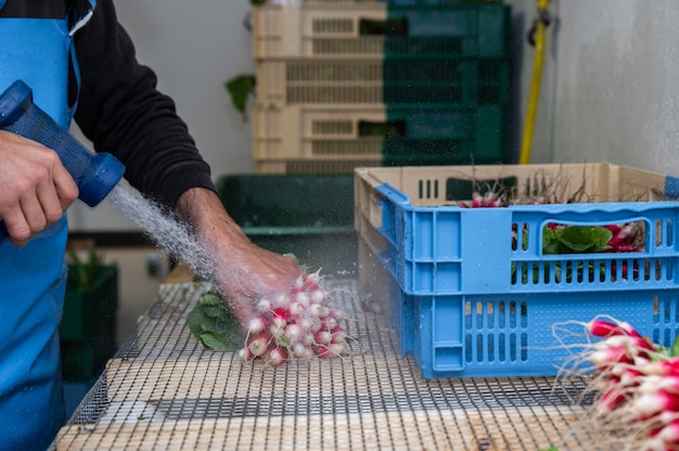 Horticultura urbana en una finca urbana