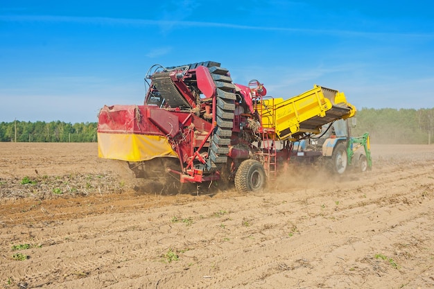 Horvesting de papa vista sobre el proceso de trabajo concepto agrícola