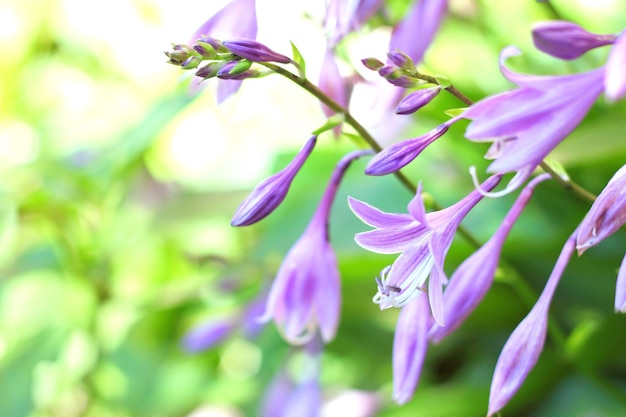 Hosta Blumen Nahaufnahme