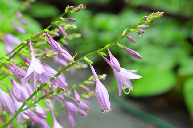 Hosta Blumen