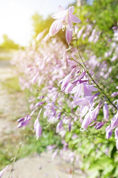 Hosta de flores crescendo no jardim de verão Foco seletivo