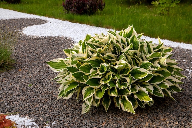 Hosta em um canteiro de flores no parque Planta ornamental para sombra Planta perene em paisagismo de jardim