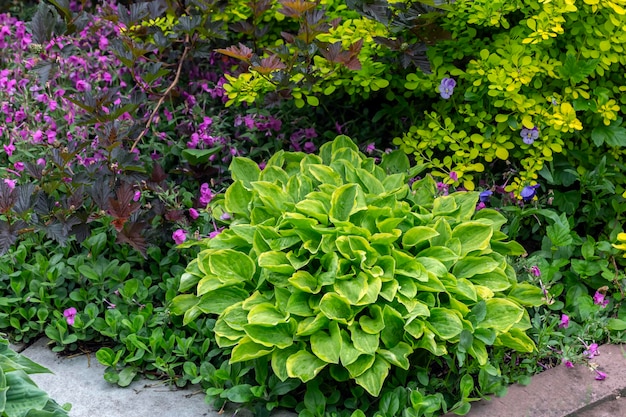 Hosta exuberante em um canteiro de flores no parque Paisagismo de plantas perenes