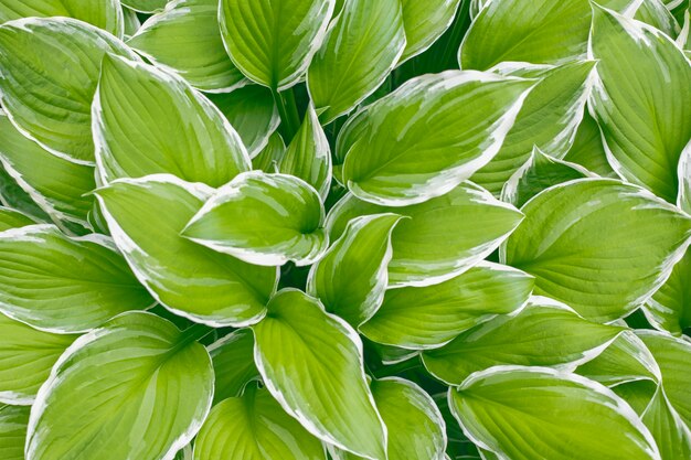 Hosta Funkia, lirios de plátano en el jardín