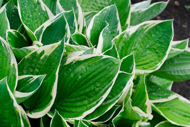 Hosta hinterlässt natürlichen Texturhintergrund