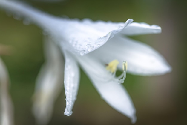 Hosta hostas lirios de plátano giboshi flor blanca con gota vista macro Fondo de hojas perennes de hosta