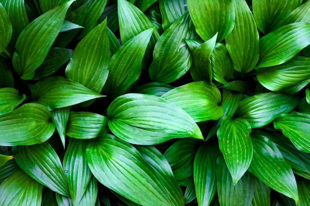 Hosta lancifolia verde deixa superfície natural