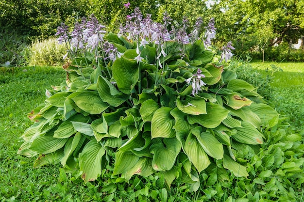 Hosta lat. Hosta en jardín. Hosta - género de plantas herbáceas perennes de la familia Green.