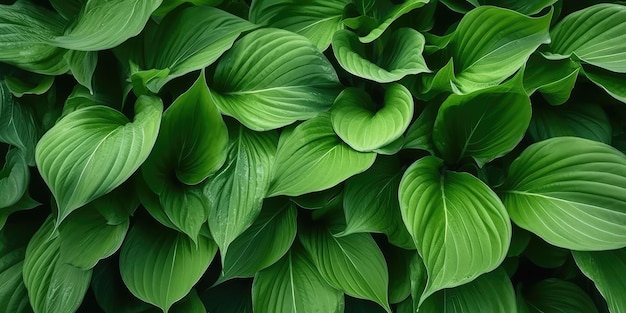 Hosta Leaves Texture Background Hostas Leaf Nature Pattern Funkia Big Daddy Leaves Plantain Lilies Sieboldiana Elegans Beautiful Foliage Generative AI Ilustração