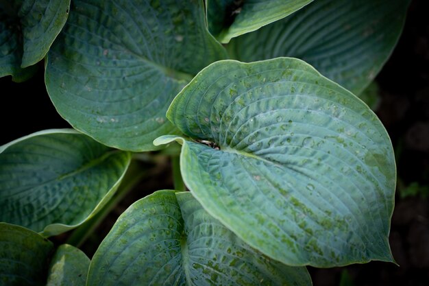 Hosta planta en el jardín Grandes hojas verdes hostaCloseup fondo de hojas verdes