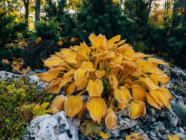 Hosta plantaginea con planta de hojas amarillas para jardín de piedras de otoño japonés