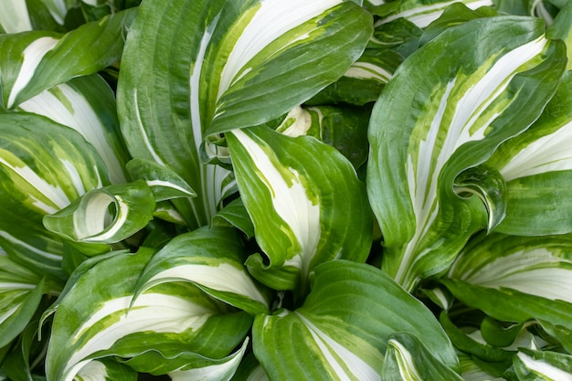 Hosta undulata es un cultivar del género Hosta. Plantas ornamentales en las fronteras. Textura de la hoja, fondo de hojas verdes a rayas anchas. Fondo de pantalla de naturaleza.