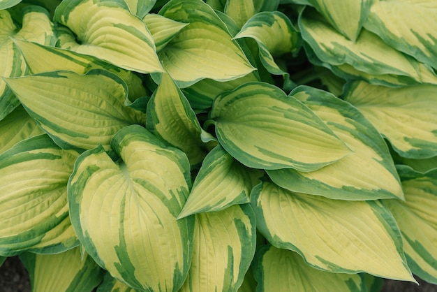 Hosta verde brilhante deixa o fundo natural