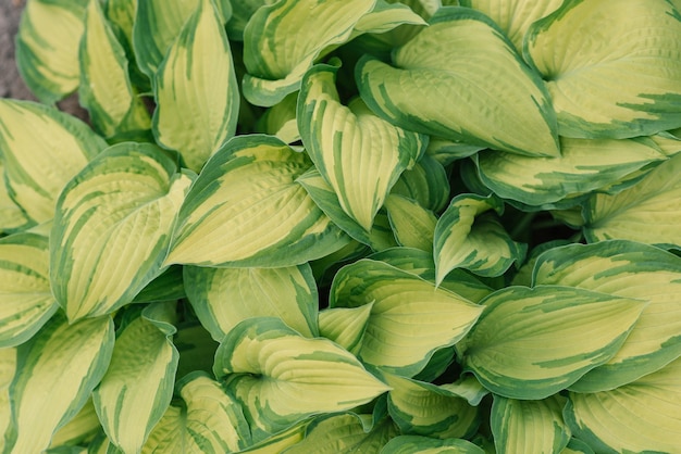 Hosta verde brilhante deixa o fundo natural