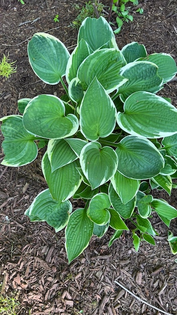 Hosta victoria hosta planta hosta hojas verde hosta