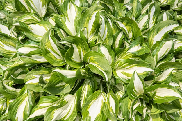 Hostie blüht in einem Blumenbeet in einem ländlichen Garten