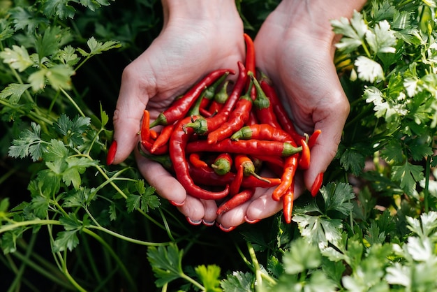 Hot Chili Pepper Nahaufnahme in den Händen eines Mädchens vor dem Hintergrund eines Gartens und viel Grün Gesunde Bio-Lebensmittel und Ernte Natürliche und umweltfreundliche Landwirtschaft