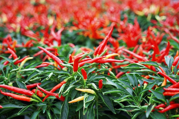 Hot Chili Peppers en macetas closeup