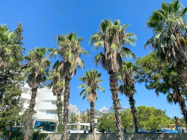 Hotel egipcio de lujo con palmera