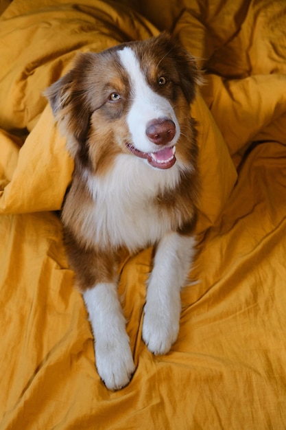 Hotel und Ruhe mit Haustier Junger australischer Schäferhund mit Decke bedeckt Glücklicher Welpe aussie liegt zu Hause auf gelber Bettwäsche im Bett Tiere verhalten sich wie Menschen Konzept Ansicht von oben