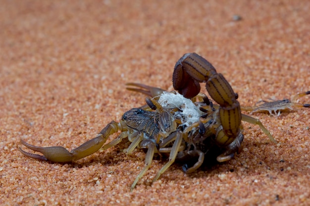 Hottentotta-Skorpion mit Babys am Körper