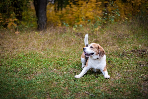 Hound Beagle auf einem Spaziergang im Herbstpark