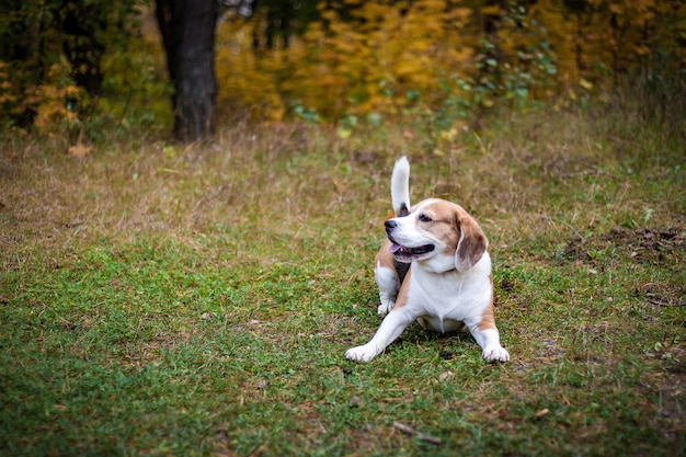 Hound Beagle em uma caminhada no outono Park