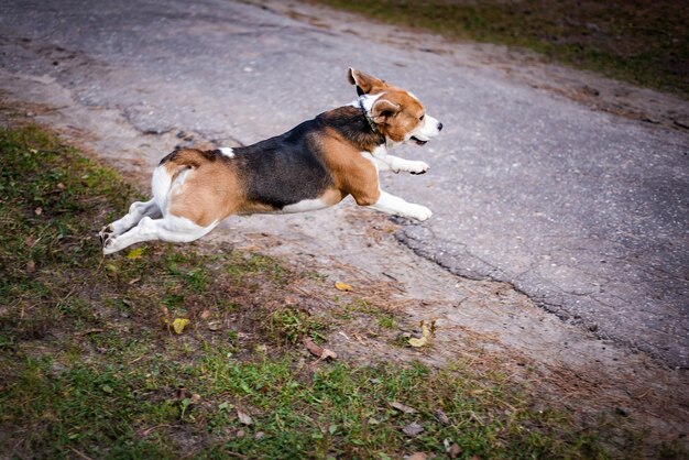 Hound Beagle em uma caminhada no outono Park