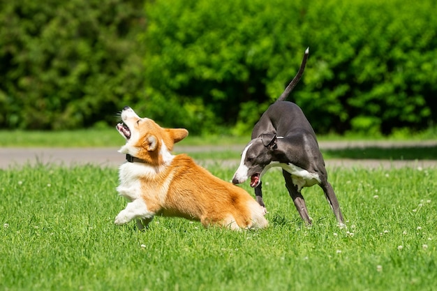 Hound Greyhound e Corgi caminham no parque