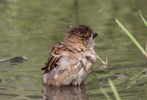 House Sparrow brincando em uma poça no chão ao longo da passarela