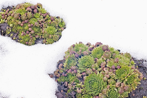 Houseleek em suculentas de neve sempervivum no início da primavera