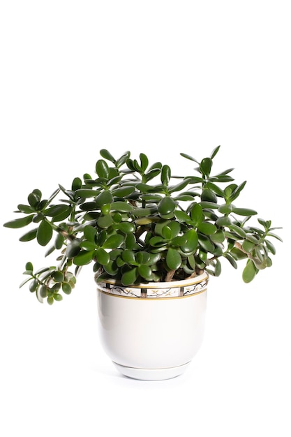 Houseplant Crassula en una maceta sobre un fondo blanco.