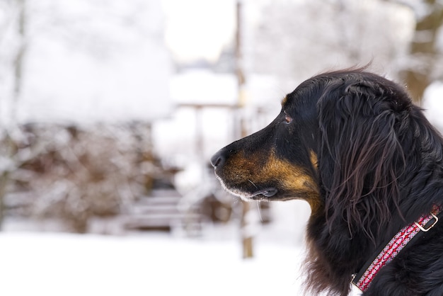 Hovawart Hund geht im Wintertag im Schnee. Deutschland Wachhunderasse