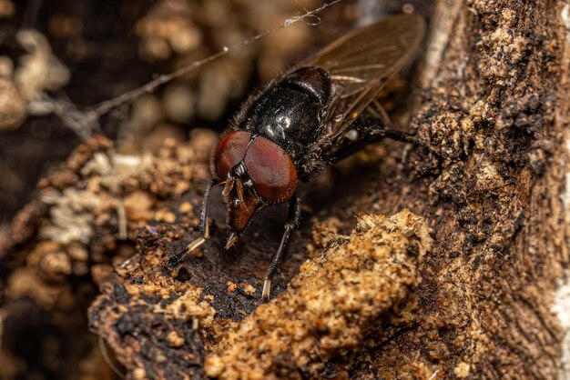 Hover fly adulto