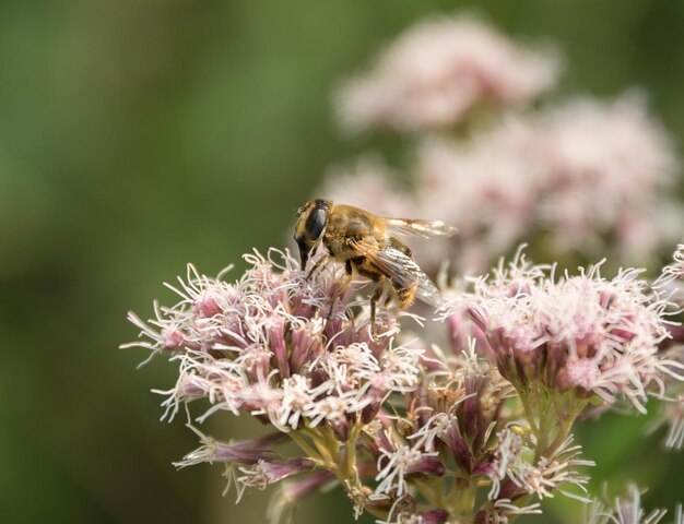 Foto hoverfly auf blütenkopf