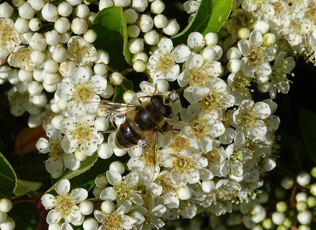 Foto hoverfly auf der hawthorn-hecke