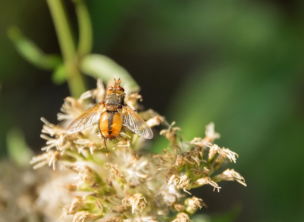 Hoverfly em cabeça de flor