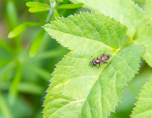 Hoverfly em folha verde