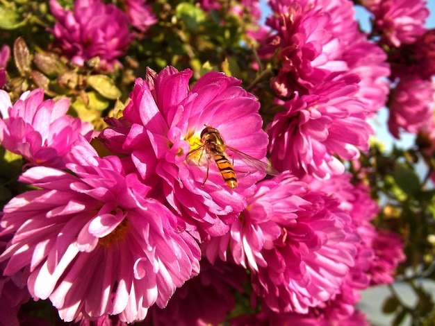 Hoverfly en flores de crisantemo rosa