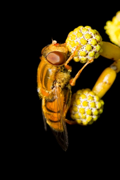 Hoverfly naranja