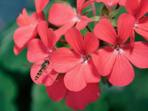 Hoverfly