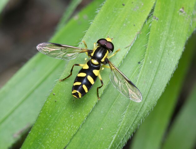 Foto hoverflyxanthogramma sp