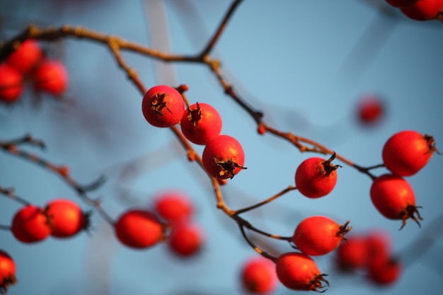 Howthorn frutos rojos maduros en las ramas de los árboles al aire libre