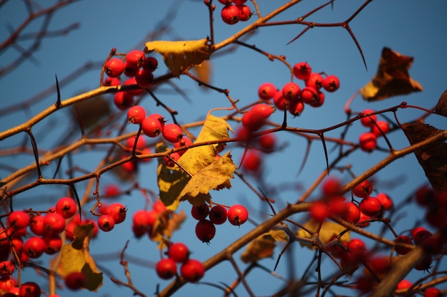 Howthorn reife rote Beeren auf den Ästen im Freien