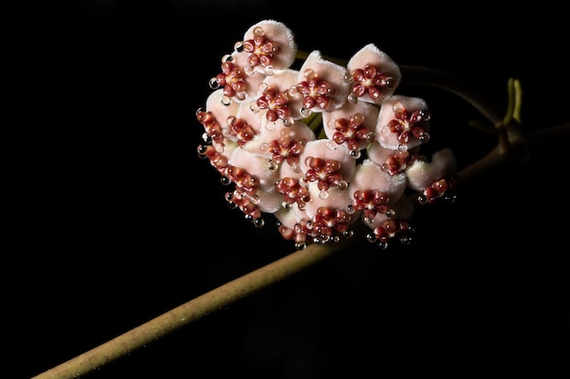 Foto hoya blumen in der natur