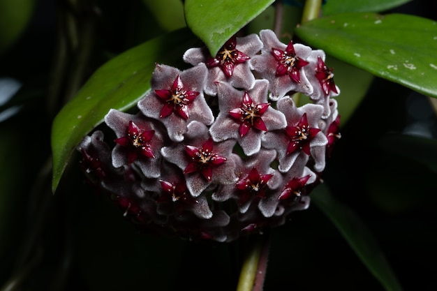 Hoya-Blumen-Makro