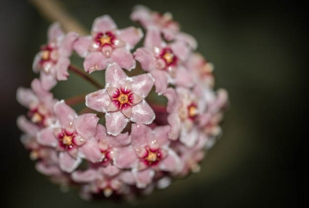 Hoya Blumen