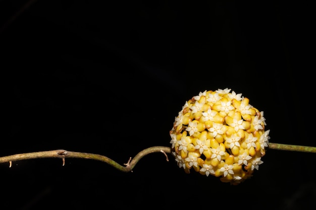 Hoya-Blumenmakro