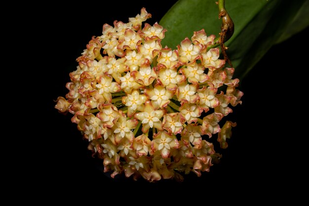 Hoya flor de laranjeira amarela